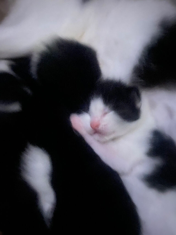 4 beautiful kittens for sale.