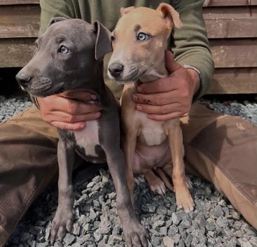 Beautiful Litter of Smooth Coated Lurcher Puppies