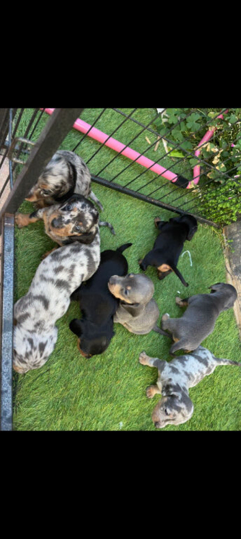 Dashhound puppys