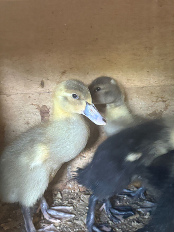 Ducklings