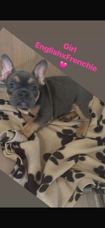 English cross french bulldog pup