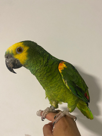 Handtame and Talking blue fronted Amazon