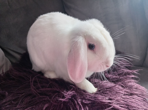 16mnth old Neutered bew mini lop buck