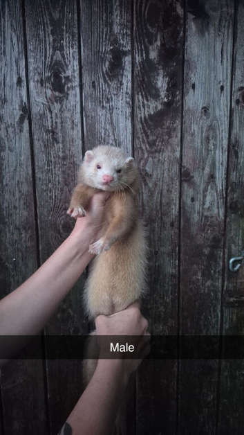 Ferrets