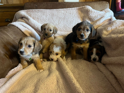 Poogles beagle x mini poodle