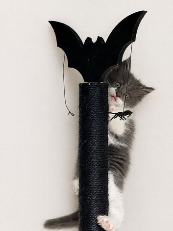 Pedigree maincoon male kittens