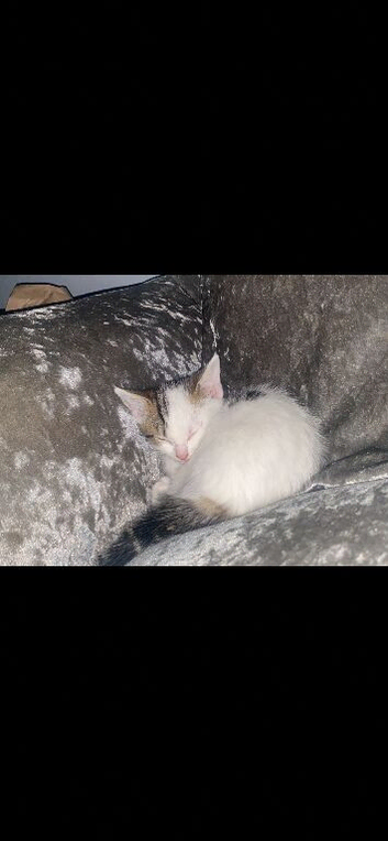 Female short haired cat needing a loving home