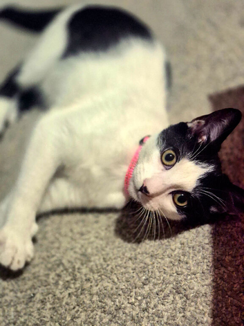 Fifi