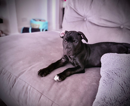 Staffy puppies
