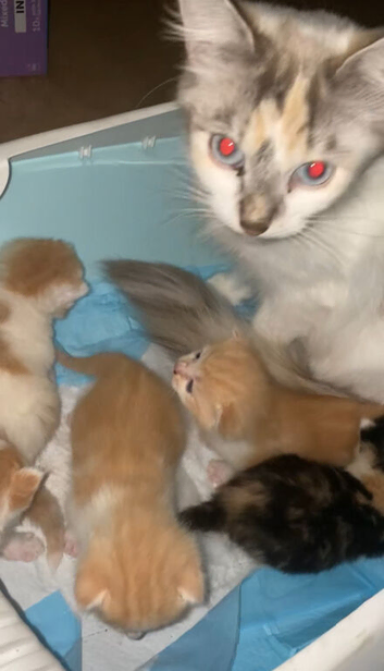 Siamese