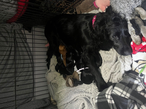 x6 black WC cocker spaniel puppies