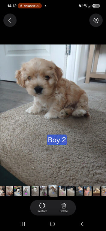 Boy Cavachon for sale