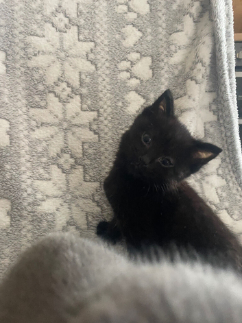 Still looking for their forever homes