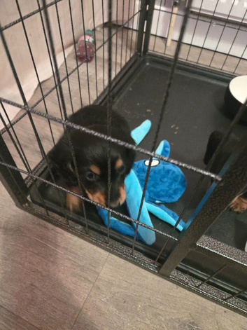 Miniture dachshund Puppies for sale