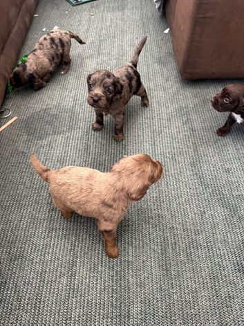 Rare Cocker spaniel puppy
