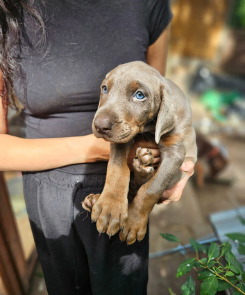Top Quality KC'D Stunning Chunky Dobermann pups
