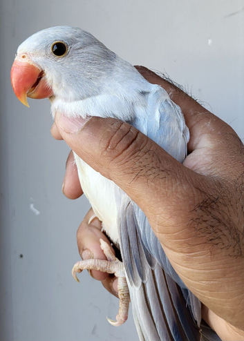 Beautiful Very Rare Violet Oplaine Cleartail Mutation Ringneck Baby