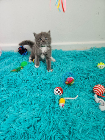 3 Championship Ragdoll (Cherubim)beautiful kittens with Genetic Test Certyficate HCM and PKD.
