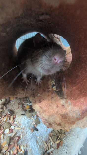 2 male Baby rats