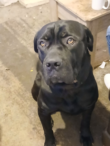 1 year old male cane corso &pound;500
