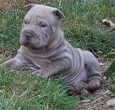 Shar pei puppies