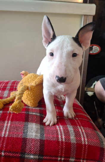Stunning English bull terrier pups
