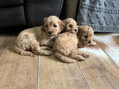 F1b cavapoo puppies