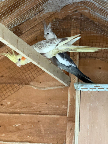 cockatiels