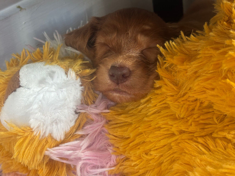 Four beautiful cocker spaniel female puppies for Sale!