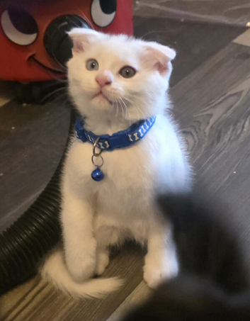 Main coon x Scottish fold