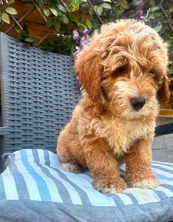 Australian labradoodle puppy all reserved  no puppy&rsquo;s left