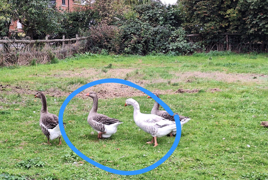 Pair of geese for sale