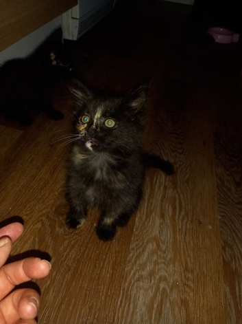 Maine coon cross
