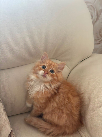 Ginger/White Long Hair Maine Coon X