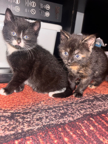 2 adorable kittens