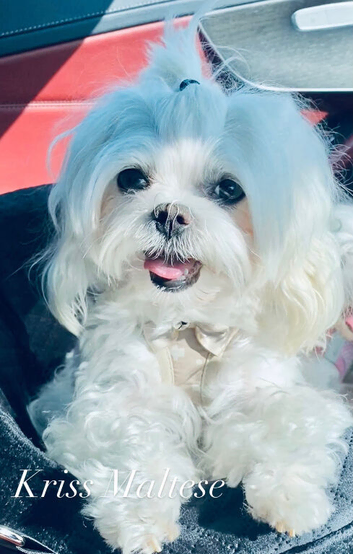 Kc Korean bloodine Maltese boy for STUD