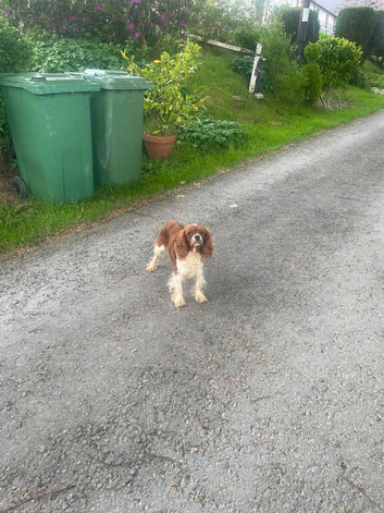 Cavalier King Charles