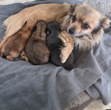 Small chihuahua puppies