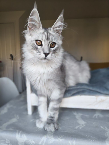 ready now STUNNING TICA MAINE COON KITTENS