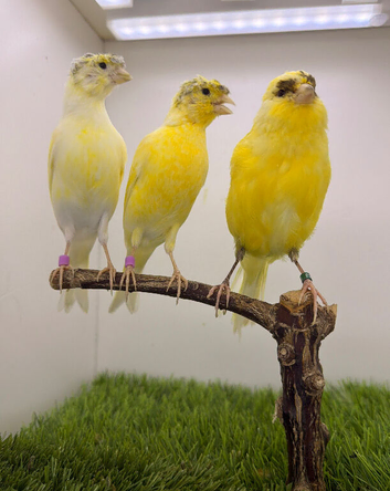x3 hens canary&rsquo;s available