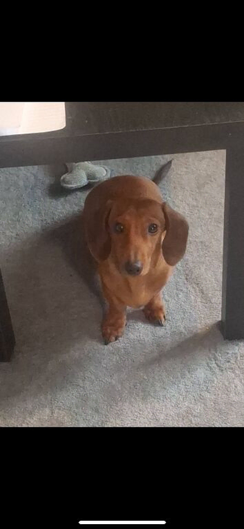 Minuture dachund male