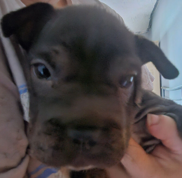 frenchie / sharpi
