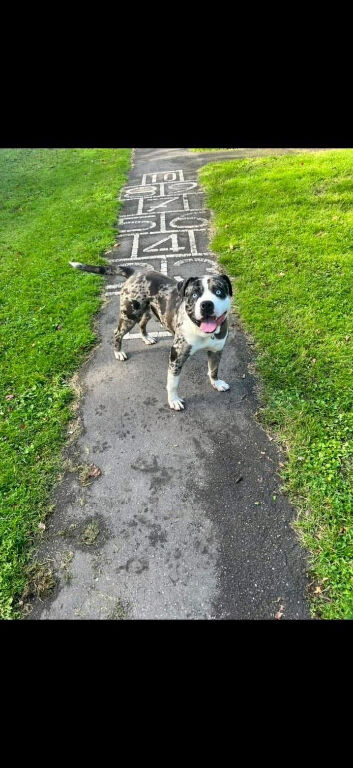 Cane corso mixed breed