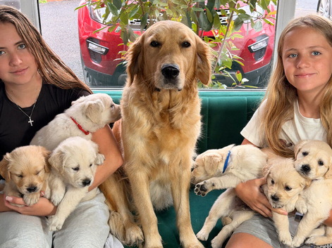 Beautiful Golden Retriever Puppies Looking for Their Forever Homes!