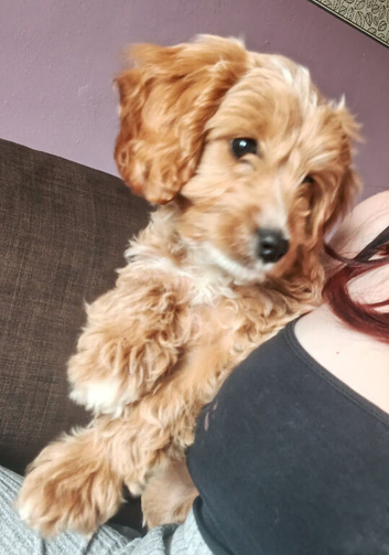 Cockapoo pup for sale