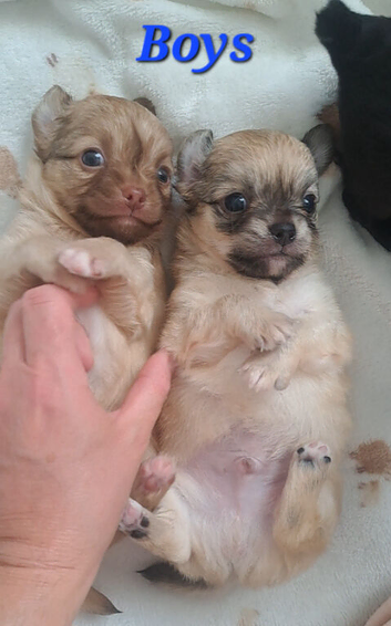 Long coat chihuahua pups Ready 9th July