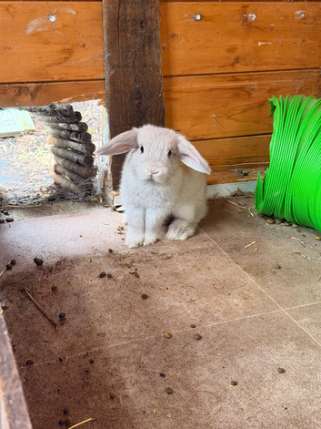 Mini Lop Rabbit Kits