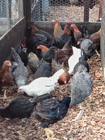 Pure bred poultry