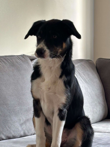 6 month old tri coloured border collie