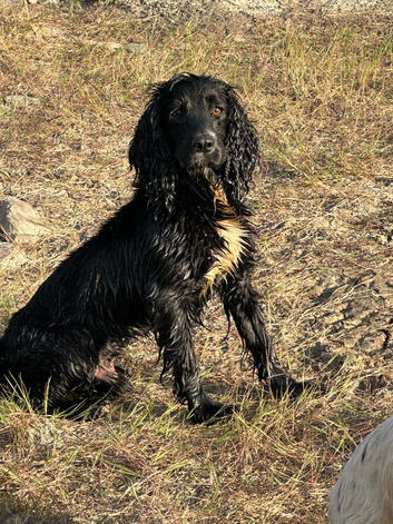 Cocker spaniel
